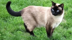 Gdje su cat kafići?